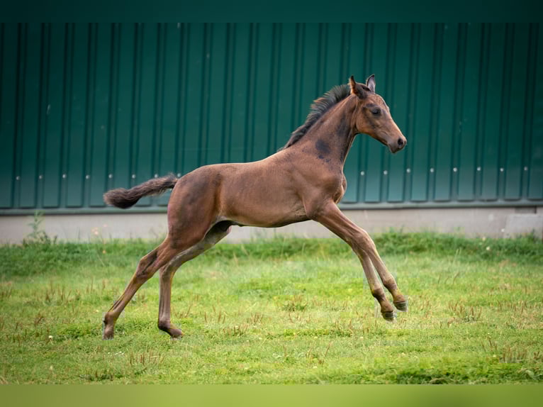 Oldenburg Stallion Foal (06/2025) 16,2 hh Bay-Dark in Friedeburg /Marx