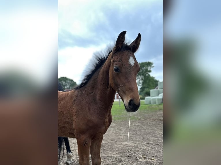 Oldenburg Stallion  16,2 hh Bay-Dark in Gro&#xDF;efehn Bagband