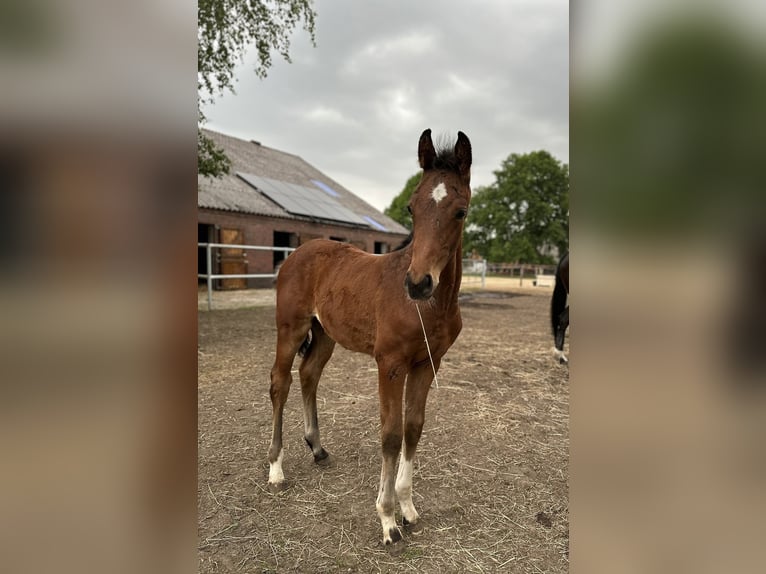 Oldenburg Stallion  16,2 hh Bay-Dark in Gro&#xDF;efehn Bagband