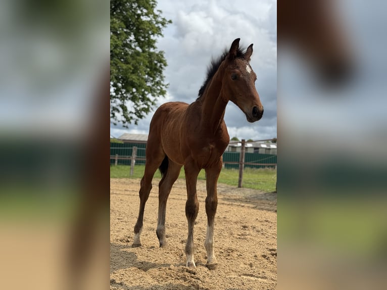 Oldenburg Stallion  16,2 hh Bay-Dark in Gro&#xDF;efehn Bagband