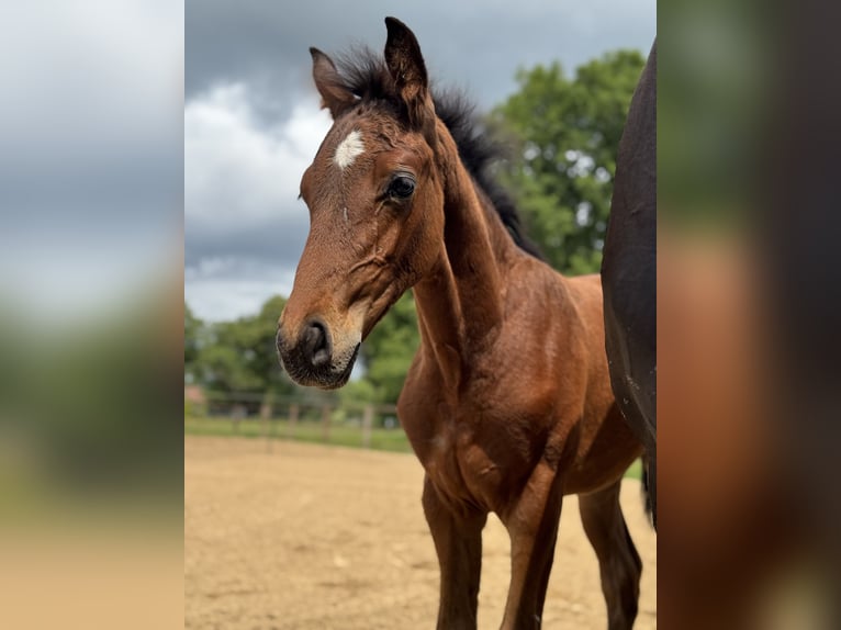 Oldenburg Stallion  16,2 hh Bay-Dark in Gro&#xDF;efehn Bagband
