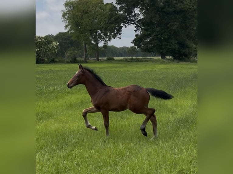 Oldenburg Stallion  16,2 hh Bay-Dark in Gro&#xDF;efehn Bagband