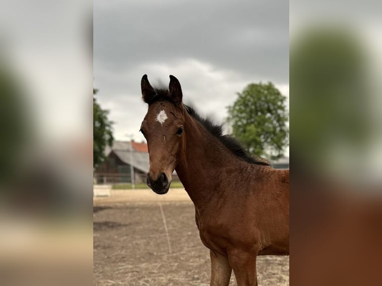 Oldenburg Stallion  16,2 hh Bay-Dark in Gro&#xDF;efehn Bagband
