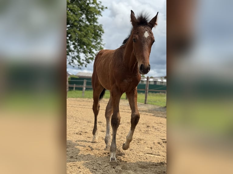 Oldenburg Stallion  16,2 hh Bay-Dark in Gro&#xDF;efehn Bagband