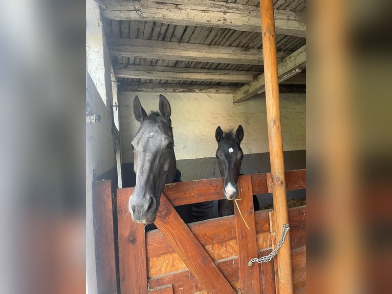 Oldenburg Stallion Foal (04/2025) 16,2 hh Black in Bad M&#xFC;nder am Deister