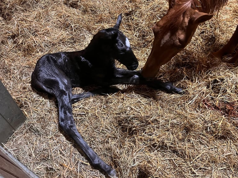 Oldenburg Stallion  16,2 hh Black in Bramsche