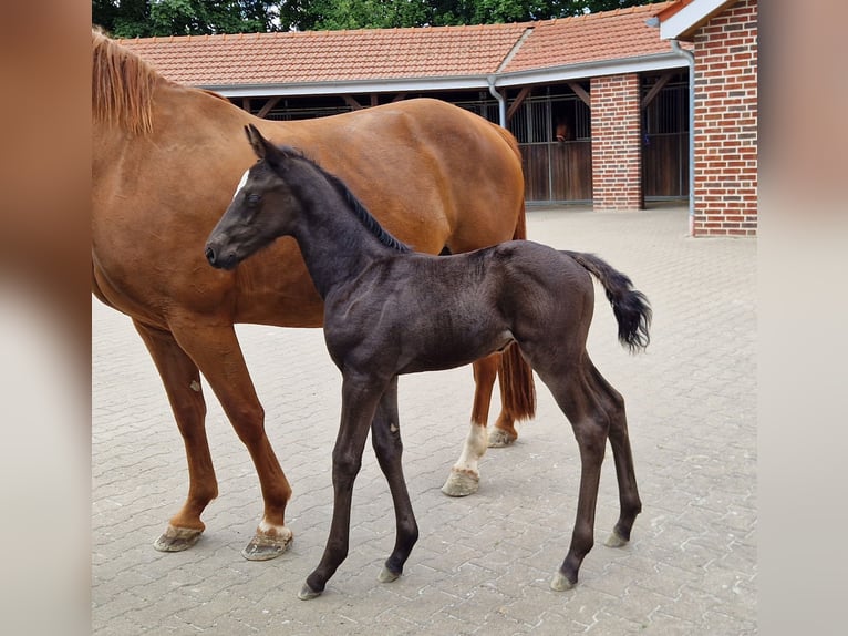 Oldenburg Stallion  16,2 hh Black in Bramsche