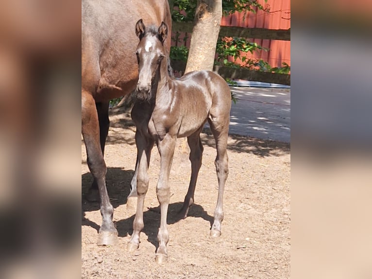 Oldenburg Stallion  16,2 hh Black in Garrel
