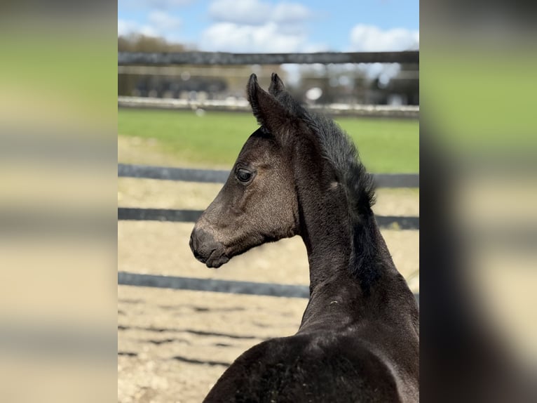Oldenburg Stallion Foal (02/2026) 16,2 hh Black in Cloppenburg