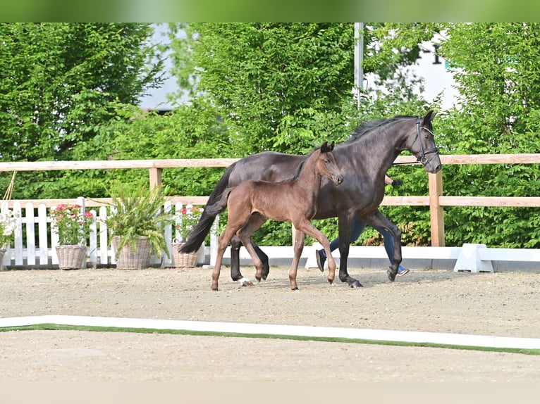 Oldenburg Stallion  16,2 hh Black in Damme