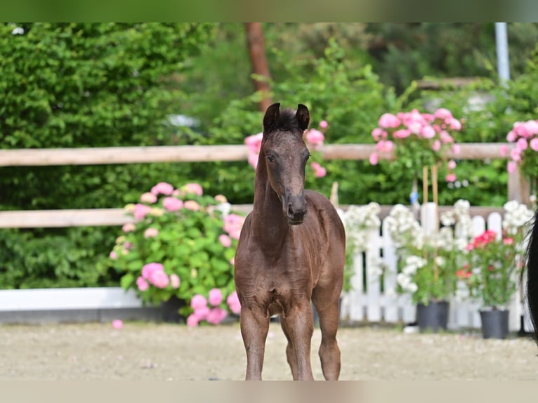 Oldenburg Stallion  16,2 hh Black in Damme
