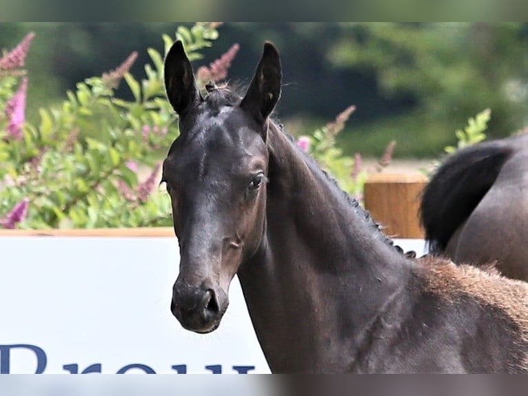 Oldenburg Stallion Foal (03/2025) 16,2 hh Black in Wittmund