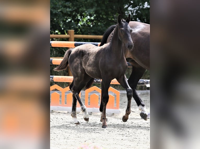 Oldenburg Stallion Foal (03/2025) 16,2 hh Black in Wittmund