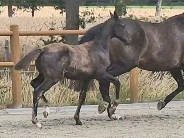 Oldenburg Stallion Foal (03/2025) 16,2 hh Black in Wittmund