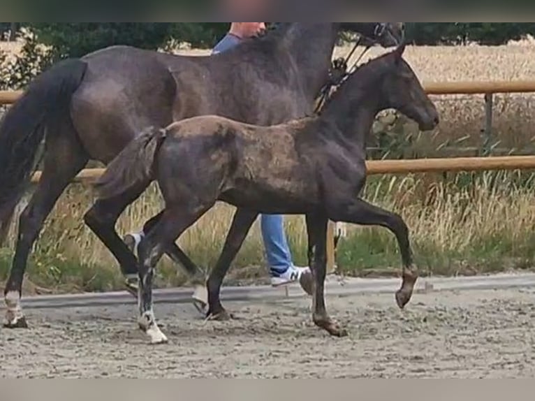 Oldenburg Stallion Foal (03/2025) 16,2 hh Black in Wittmund