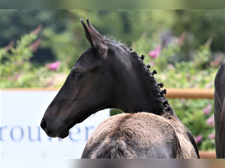 Oldenburg Stallion Foal (03/2025) 16,2 hh Black in Wittmund