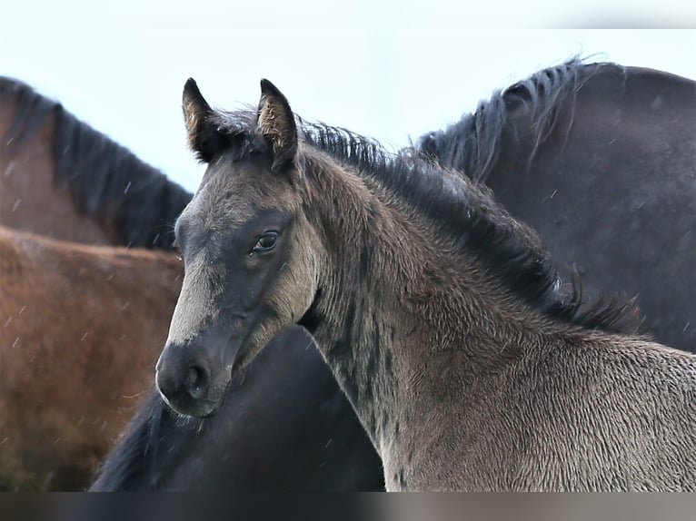 Oldenburg Stallion  16,2 hh Black in Wittmund