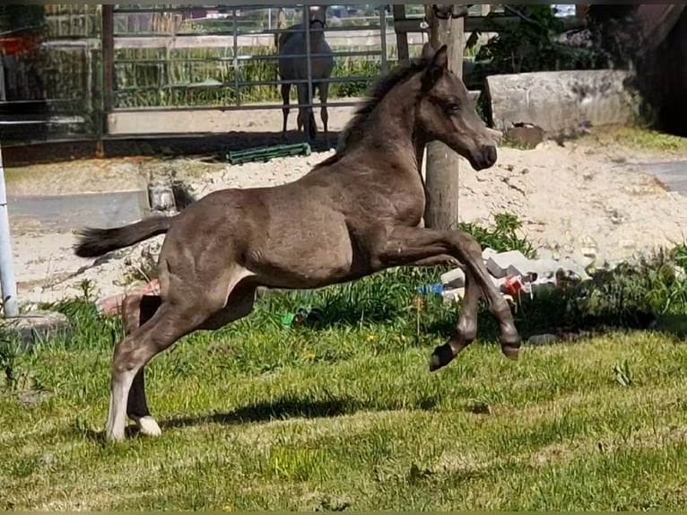 Oldenburg Stallion  16,2 hh Black in Wittmund