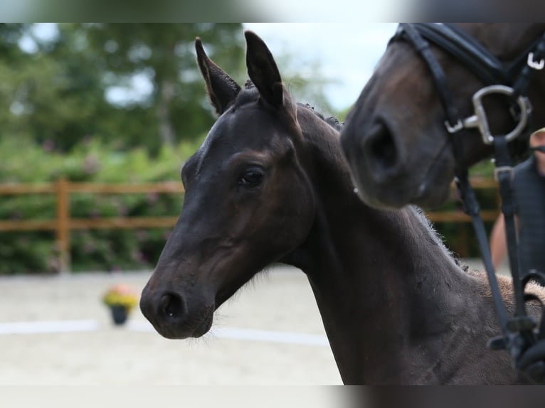 Oldenburg Stallion Foal (03/2025) 16,2 hh Black in Wittmund