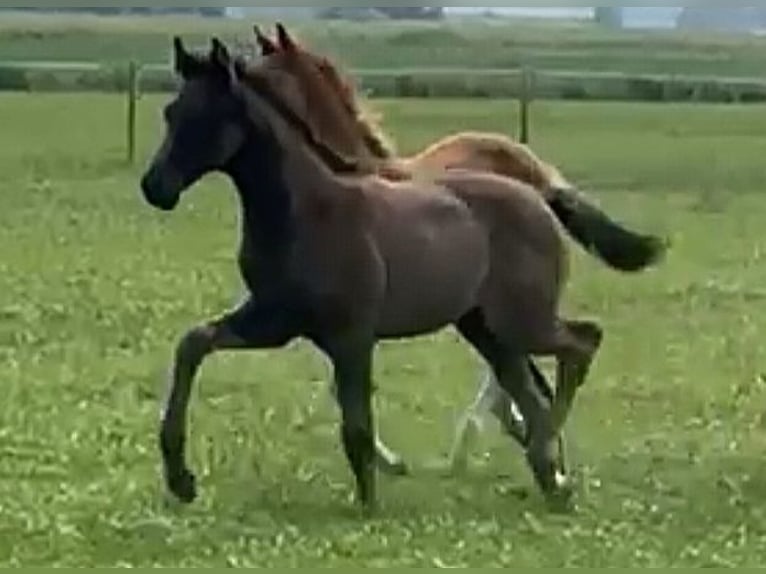 Oldenburg Stallion  16,2 hh Black in Wittmund
