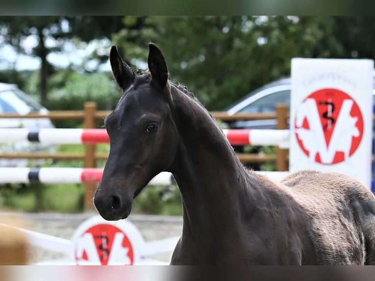 Oldenburg Stallion Foal (03/2025) 16,2 hh Black in Wittmund