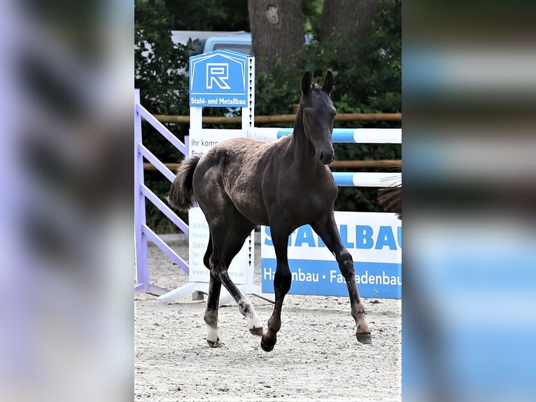 Oldenburg Stallion Foal (03/2025) 16,2 hh Black in Wittmund