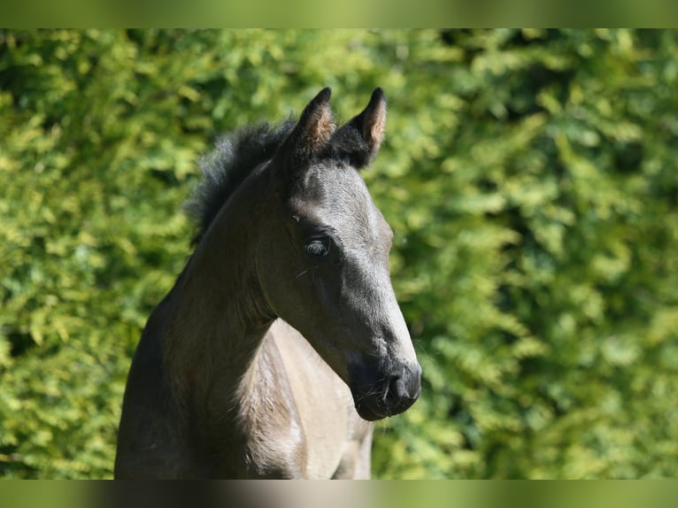 Oldenburg Stallion  16,2 hh Black in Wittmund