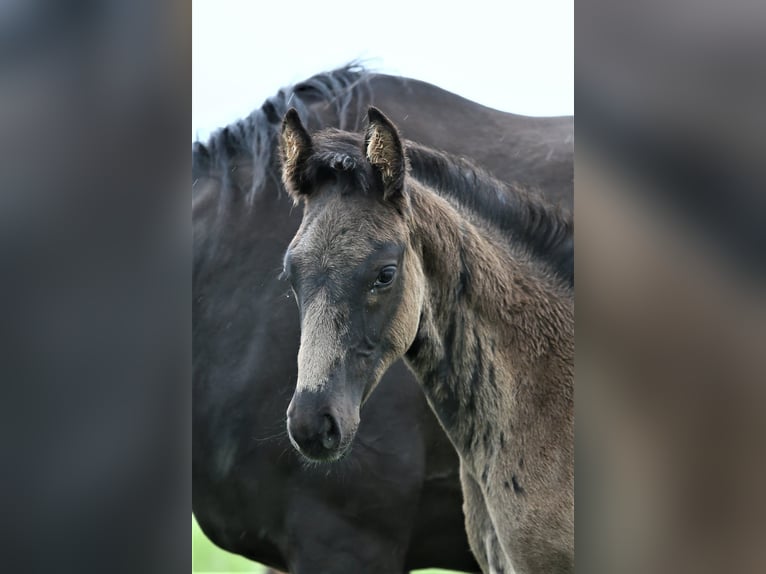 Oldenburg Stallion  16,2 hh Black in Wittmund