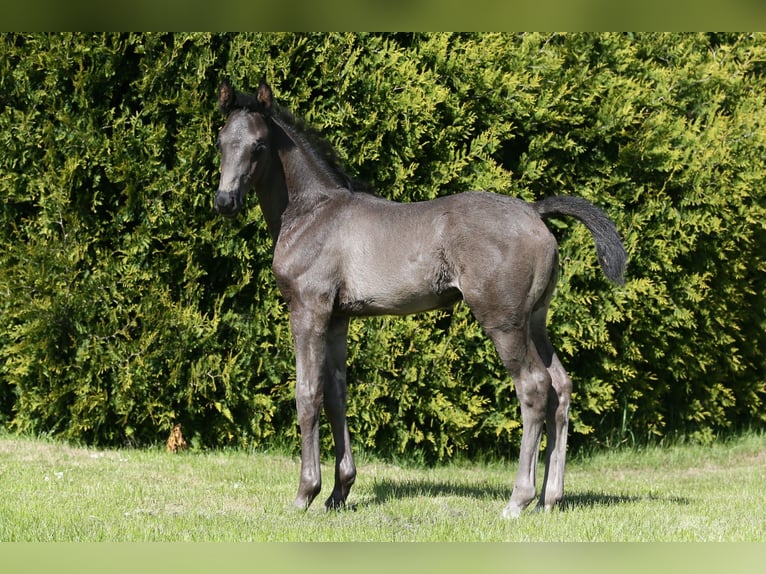 Oldenburg Stallion  16,2 hh Black in Wittmund