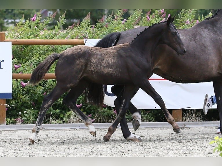 Oldenburg Stallion Foal (03/2025) 16,2 hh Black in Wittmund