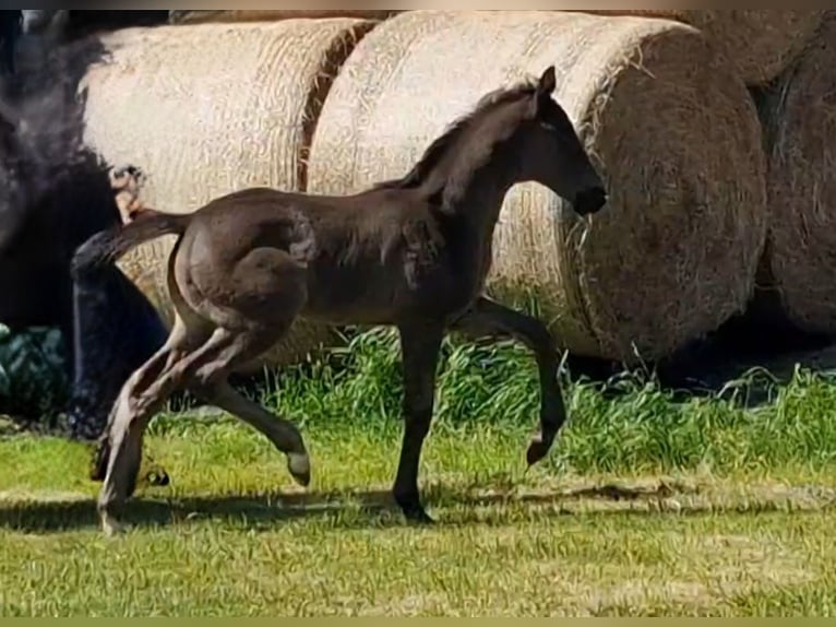 Oldenburg Stallion  16,2 hh Black in Wittmund