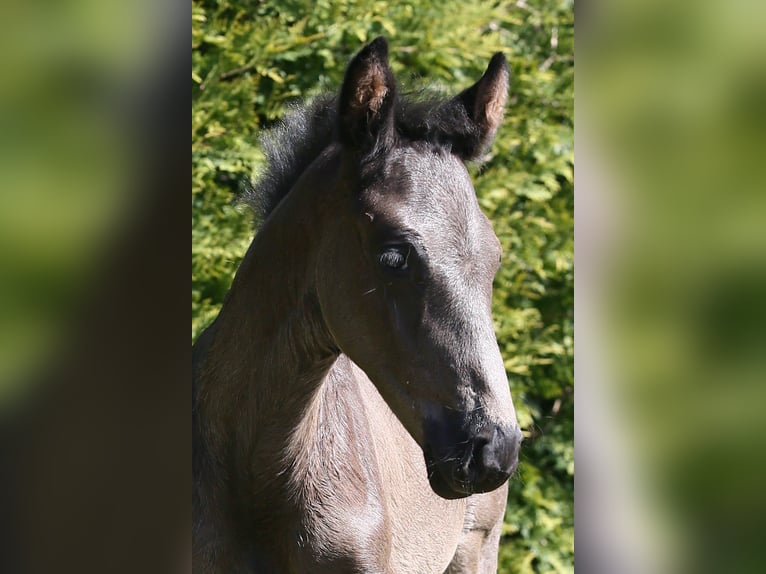 Oldenburg Stallion  16,2 hh Black in Wittmund