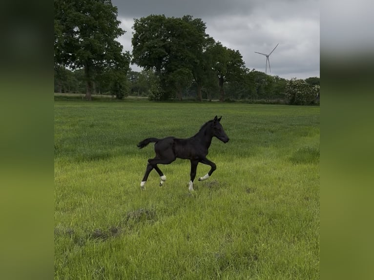 Oldenburg Stallion  16,2 hh Black in Gro&#xDF;efehn Bagband