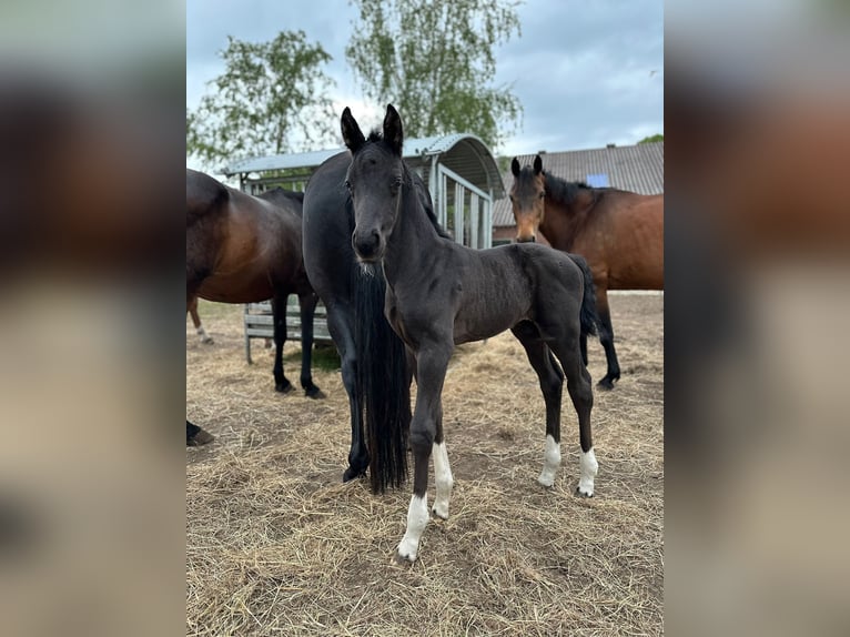Oldenburg Stallion  16,2 hh Black in Gro&#xDF;efehn Bagband