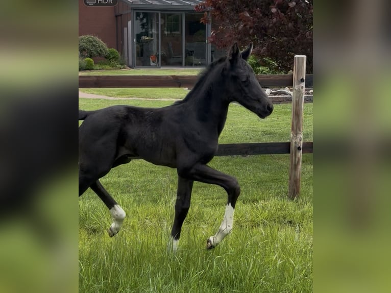 Oldenburg Stallion  16,2 hh Black in Gro&#xDF;efehn Bagband
