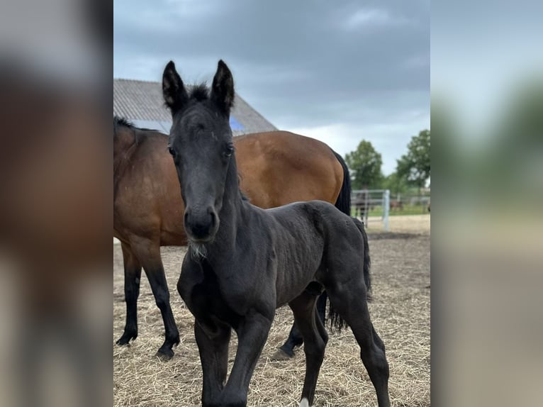 Oldenburg Stallion  16,2 hh Black in Gro&#xDF;efehn Bagband
