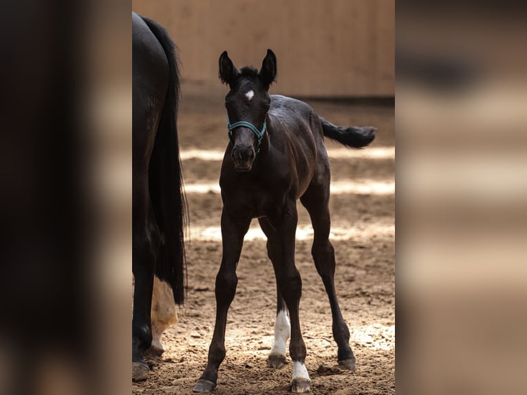 Oldenburg Stallion  16,2 hh Black in Hiddenhausen