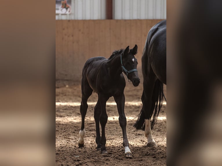 Oldenburg Stallion  16,2 hh Black in Hiddenhausen