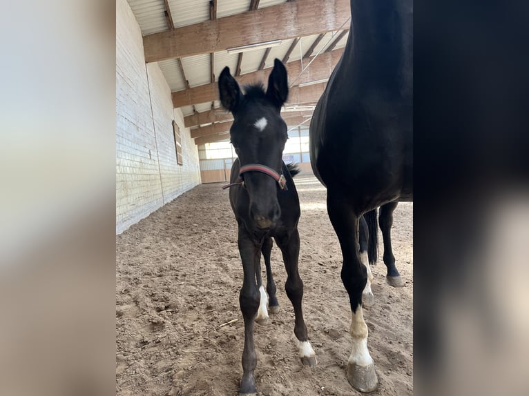 Oldenburg Stallion  16,2 hh Black in Hiddenhausen