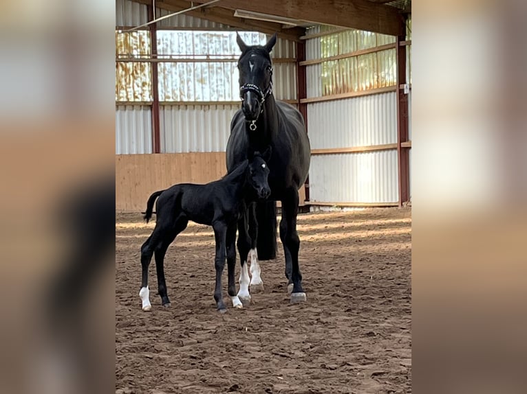 Oldenburg Stallion  16,2 hh Black in Hiddenhausen