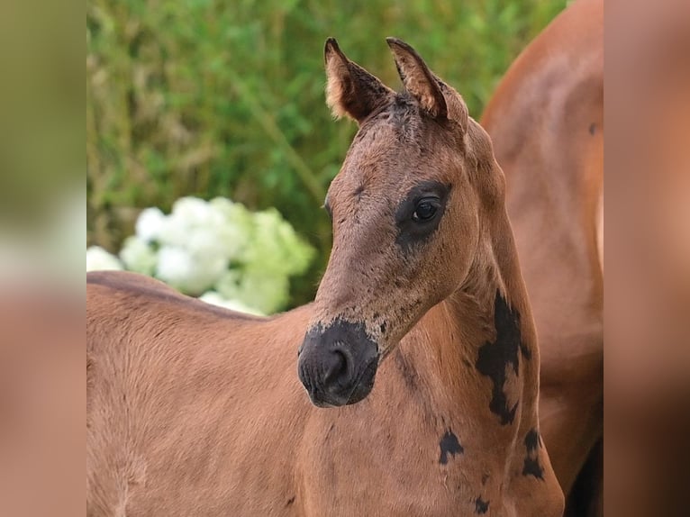 Oldenburg Stallion Foal (05/2025) 16,2 hh Black in Bawinkel