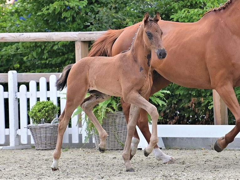 Oldenburg Stallion Foal (05/2025) 16,2 hh Black in Bawinkel