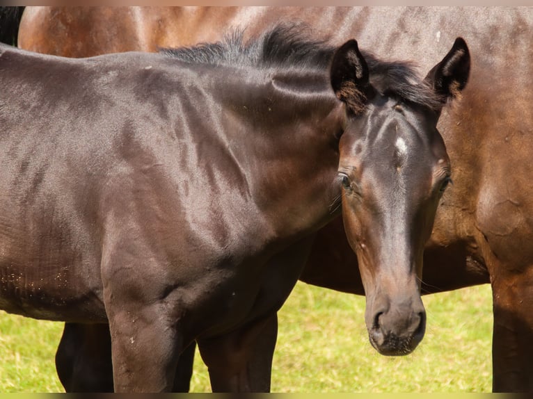 Oldenburg Stallion Foal (03/2025) 16,2 hh Black in Visbek