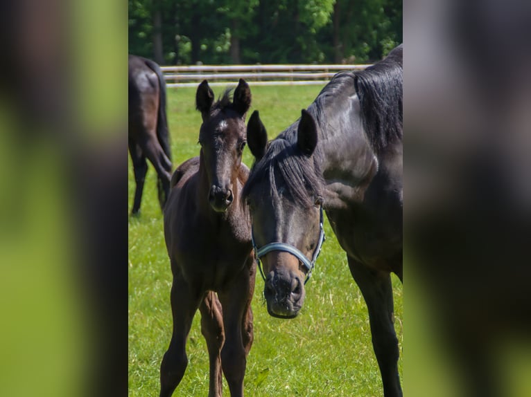 Oldenburg Stallion  16,2 hh Black in Visbek