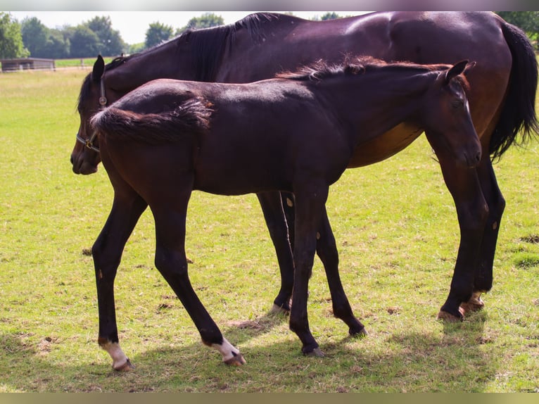 Oldenburg Stallion Foal (03/2025) 16,2 hh Black in Visbek