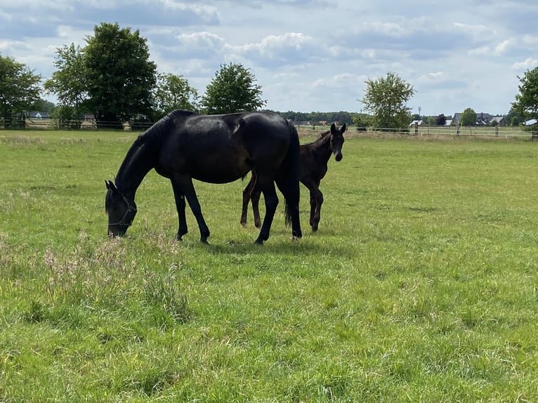 Oldenburg Stallion  16,2 hh Black in Visbek