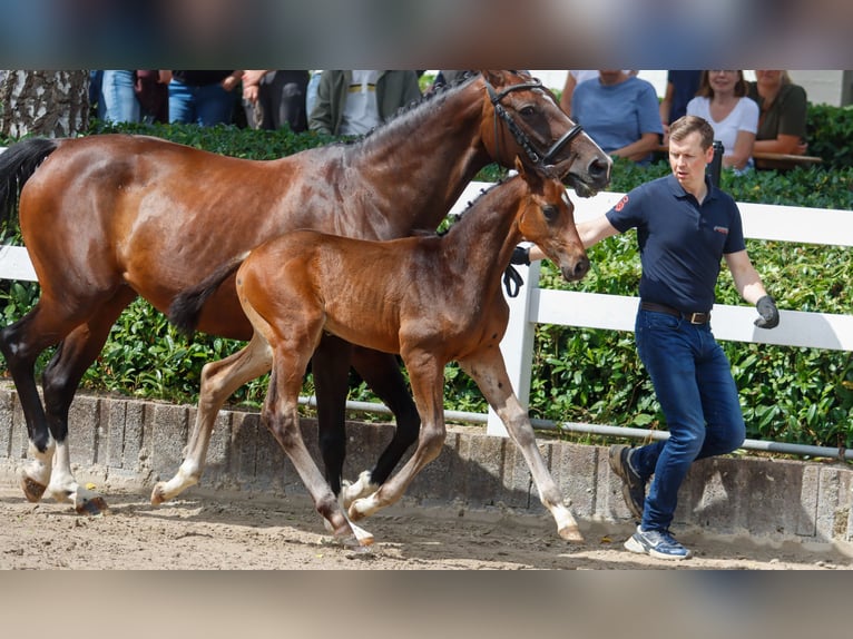 Oldenburg Stallion Foal (06/2025) 16,2 hh Brown in Bielefeld