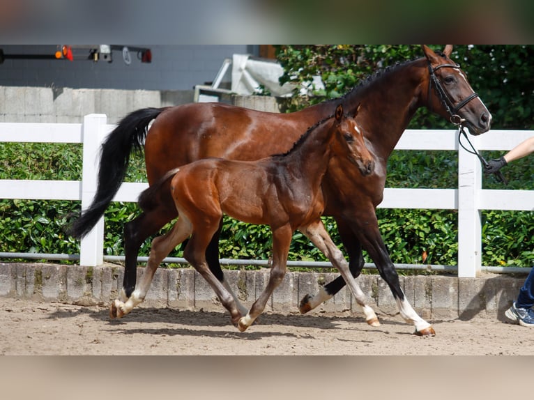 Oldenburg Stallion Foal (06/2025) 16,2 hh Brown in Bielefeld