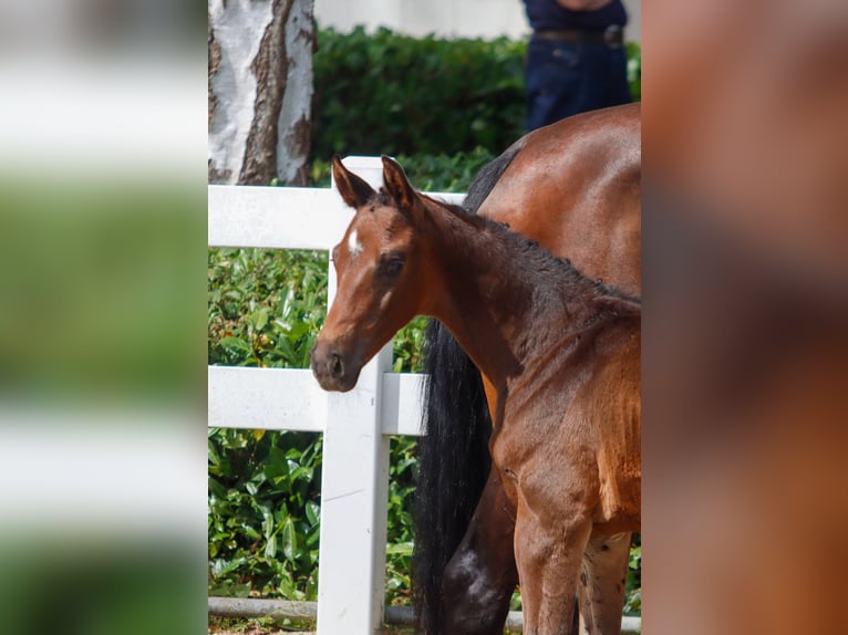 Oldenburg Stallion Foal (06/2025) 16,2 hh Brown in Bielefeld