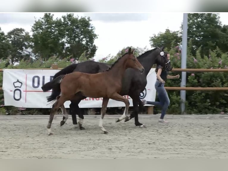 Oldenburg Stallion Foal (03/2025) 16,2 hh Brown in Gro&#xDF;efehn BagbandGro&#xDF;efehn